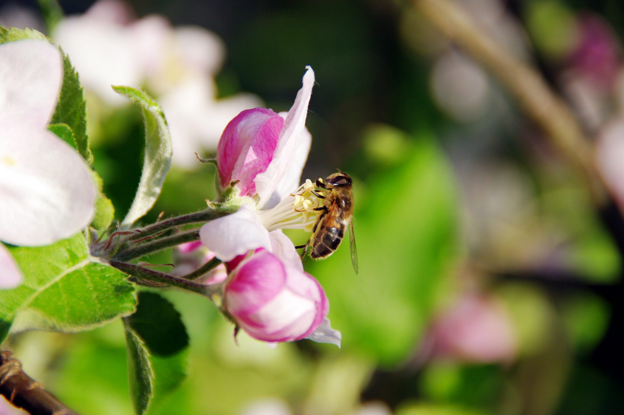 Motivation Bienen + Imkerei