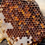 Pollen in Honigwabe (Pixabay)